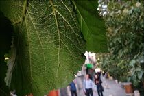 طبیعت مگس سفید را مهار کرده است