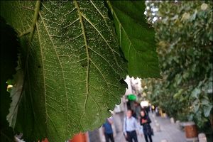 طبیعت مگس سفید را مهار کرده است