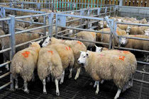 سال جدید گوشت قرمز منجمد و نهاده‌های دامی مورد نیاز کشور تامین می‌شود