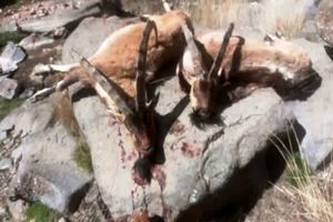 کشف لاشه دو کل وحشی در منطقه نوا 