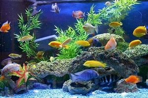 احداث شهرک ماهیان زینتی گامی بزرگ در جهت تحول اقتصادی هرمزگان