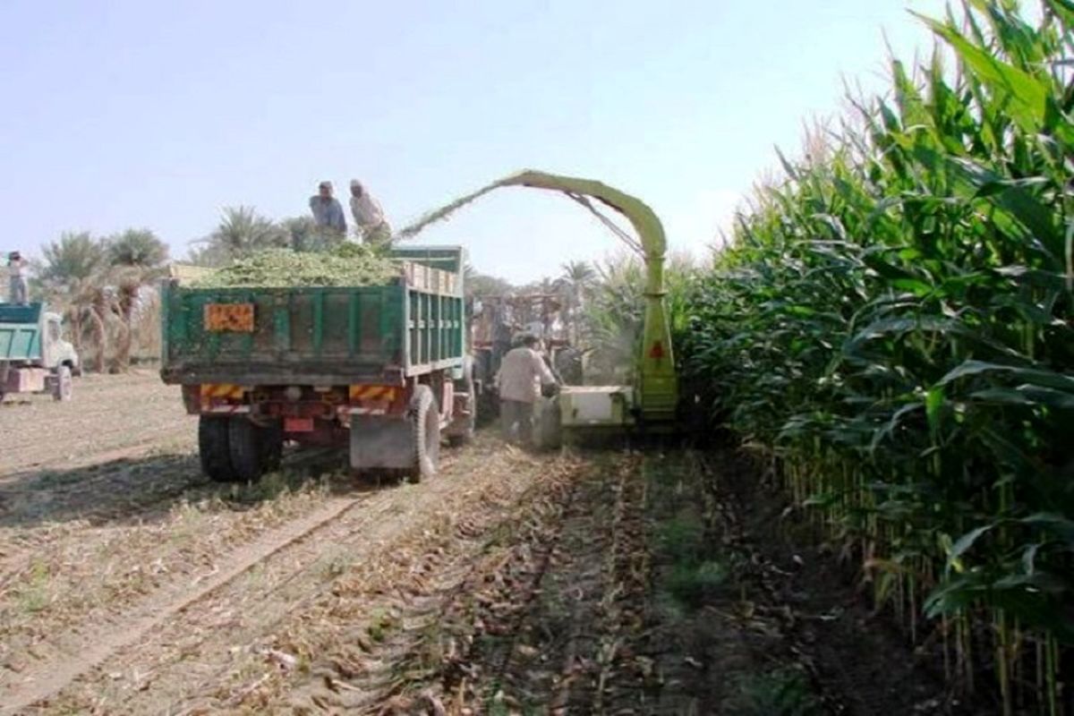 ذرت علوفه‌ای در مشهد