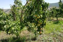 بیمه محصولات کشاورزی راهی برای جبران خسارات مخاطرات طبیعی