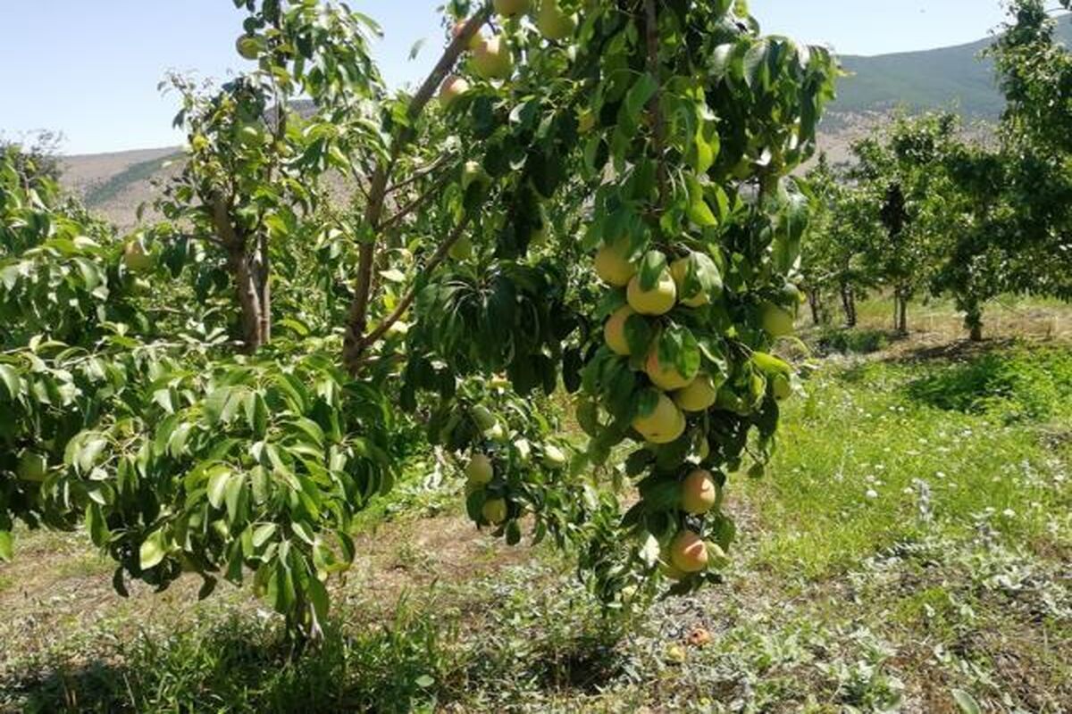 باغ گلابی