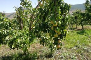 بیمه محصولات کشاورزی راهی برای جبران خسارات مخاطرات طبیعی