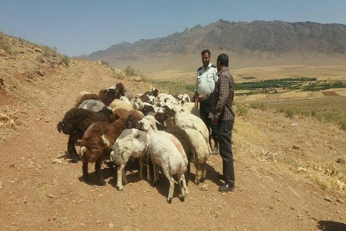 دامداری