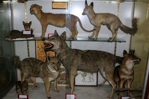 بازدید از موزه تنوع زیستی محیط زیست در اصفهان رایگان است