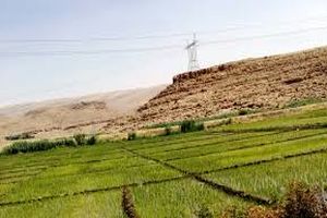 افزایش 500 درصدی کشت مکانیزه برنج در محمودآباد