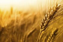 میزان خرید تضمینی گندم در استان همدان