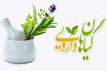کشت گیاهان دارویی، ظرفیتی برای تولید و اشتغال است