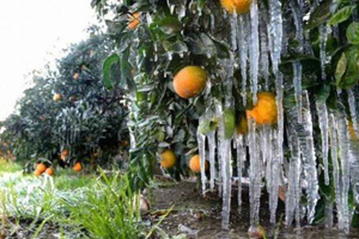 سرمازدگی محصولات زراعی و باغی