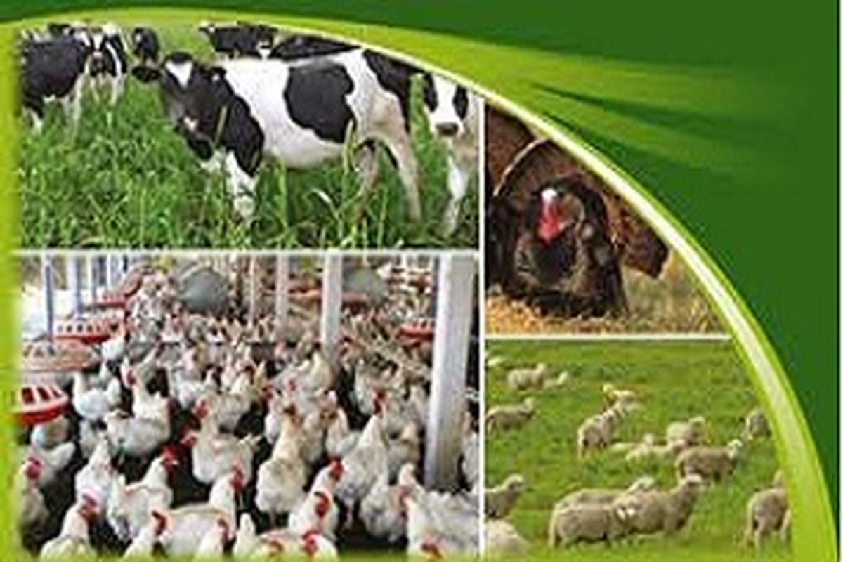 مجصولات دامی