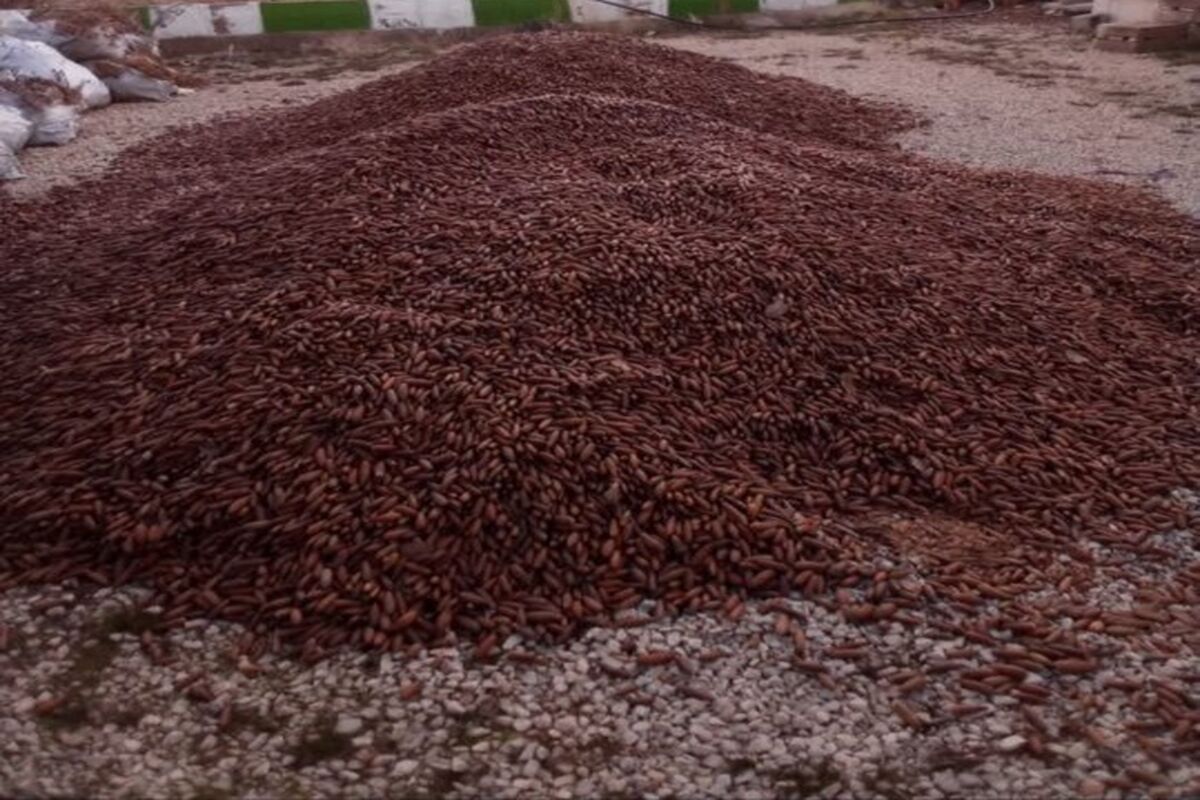 کشف بذر بلوط قاچاق