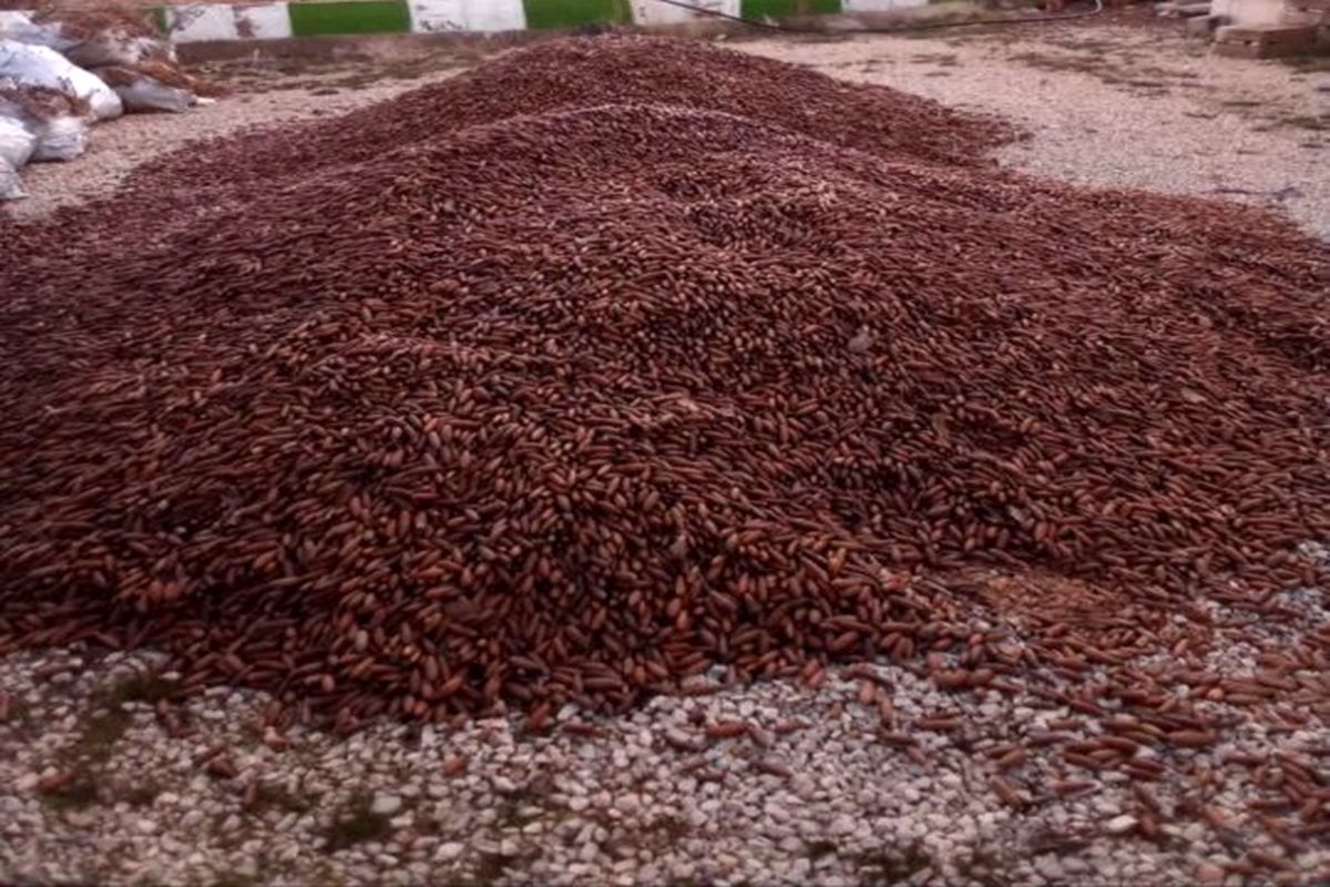 کشف بذر بلوط قاچاق