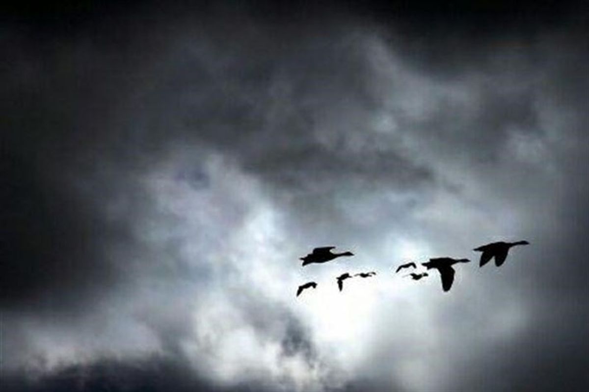 پرندگان مهاجر