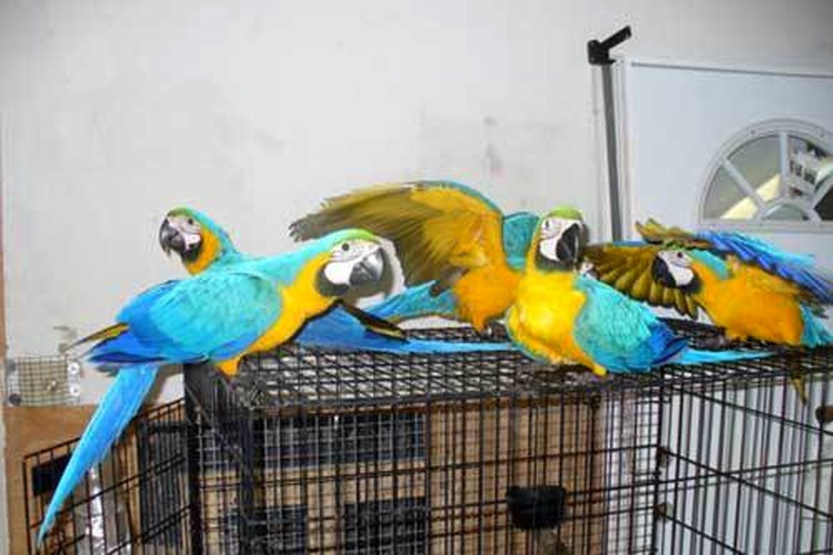 پرورش-پرندگان-زینتی-در-خانه