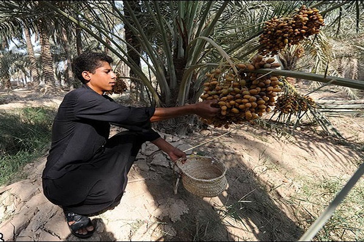 برداشت رطب و خارک