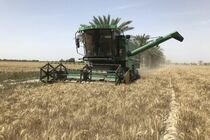 تاکنون ۱۸۰۰ هکتار گندم از مزارع کشاورزی سیستان و بلوچستان برداشت شد