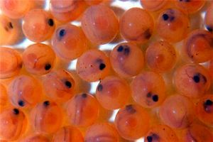 فریدونشهر اصفهان صادر کننده تخم چشم زده تمام ماده ماهی قزل آلا در کشور