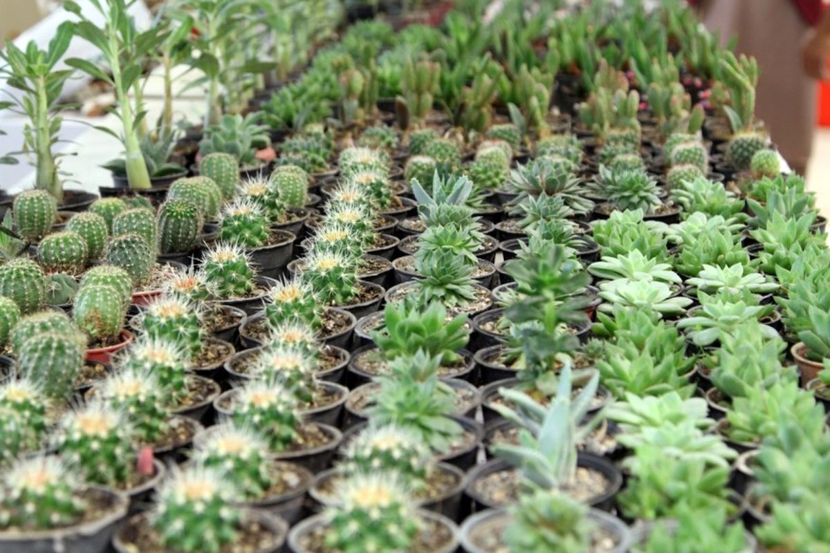 نمایشگاه گل در رودسر