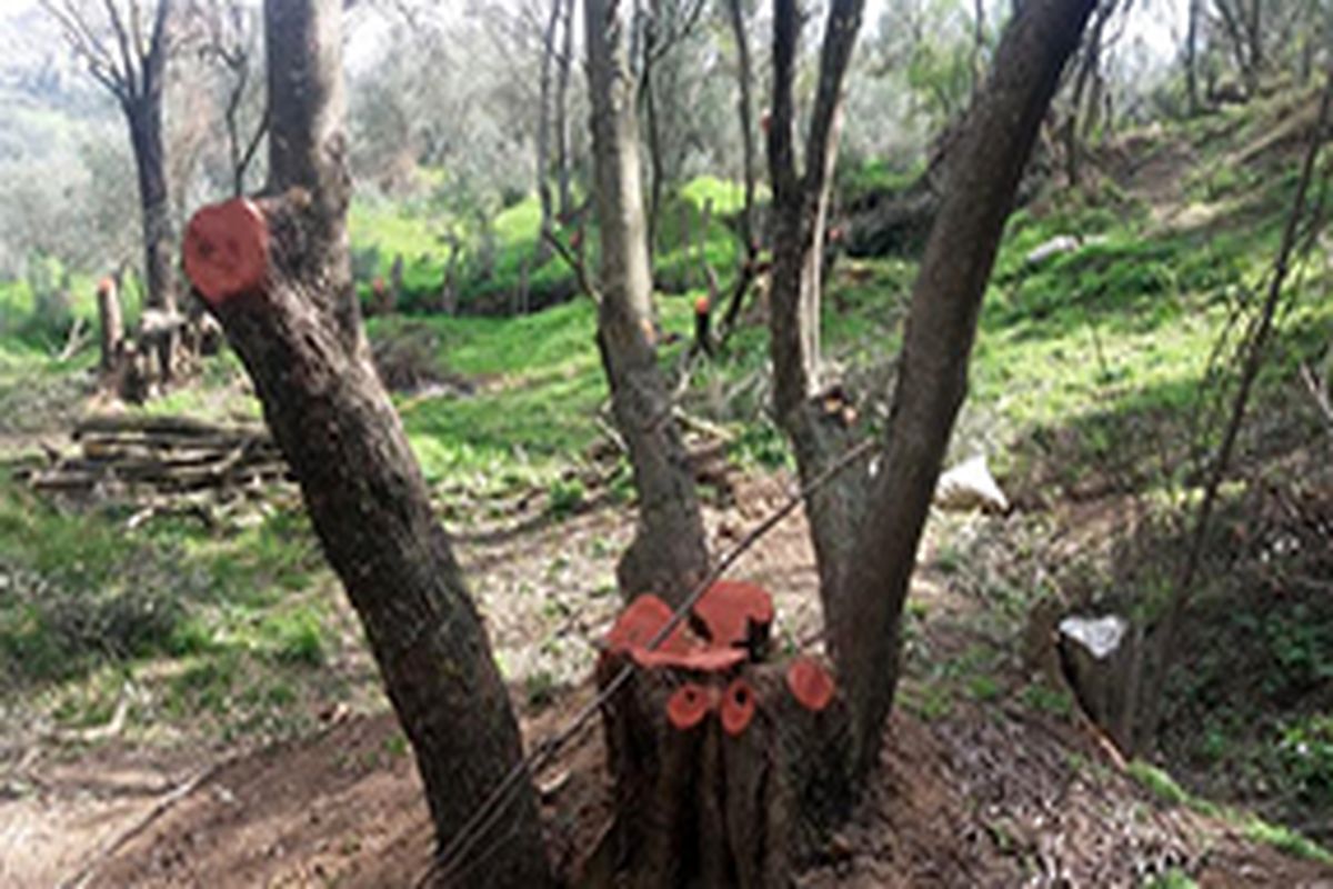 باغات زیتون قزوین