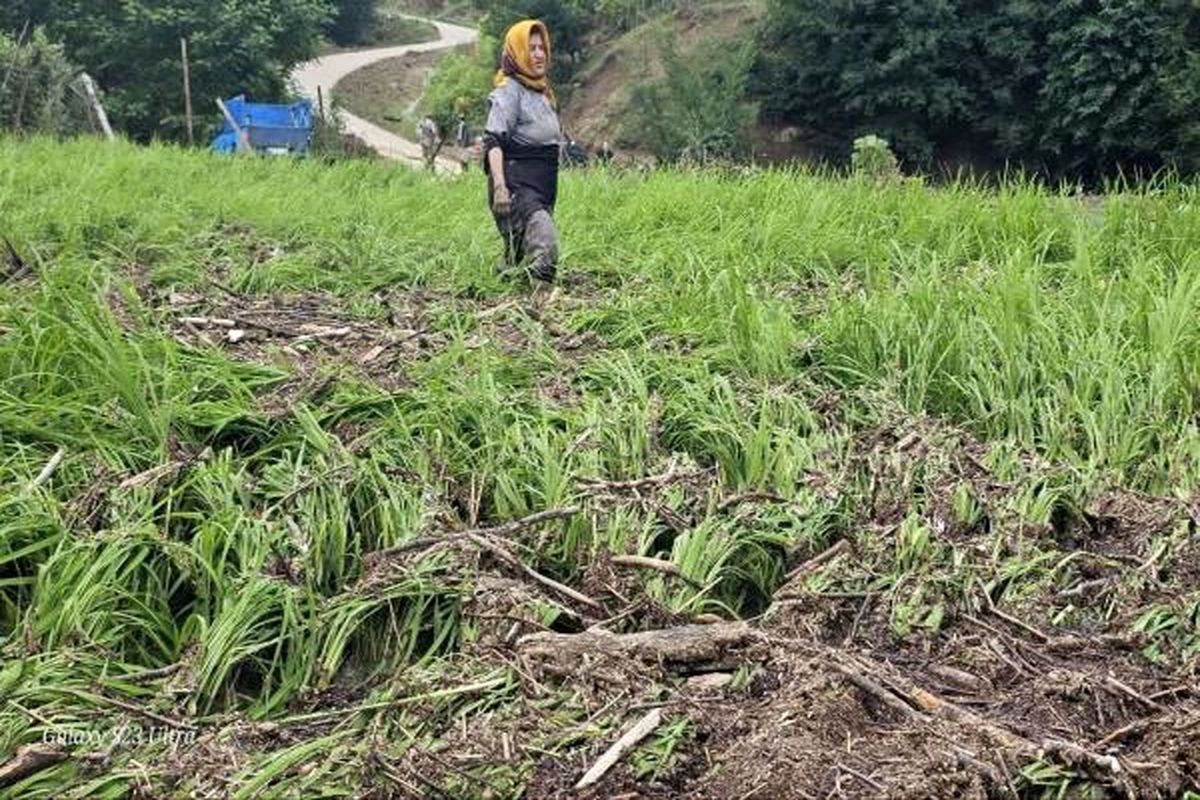 رئیس سازمان جهاد کشاورزی مازندران