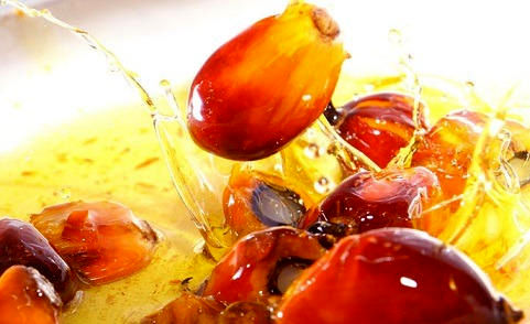 روغن پالم پرمصرف ترین روغن گیاهی جهان/ وابستگی قسمت اعظم تولیدات آرایشی به روغن پالم
