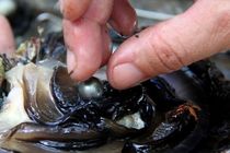 مروارید خلیج فارس ثبت جهانی شد