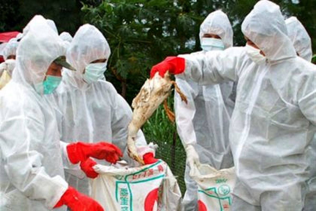 اصفهان- آنفلوانزا پرندگان