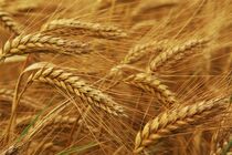 خرید تضمینی گندم از مرز ۱۰٫۷ میلیون تن فراتر رفت