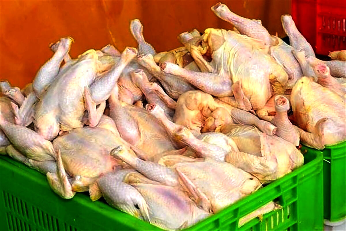 عرضه مرغ گرم