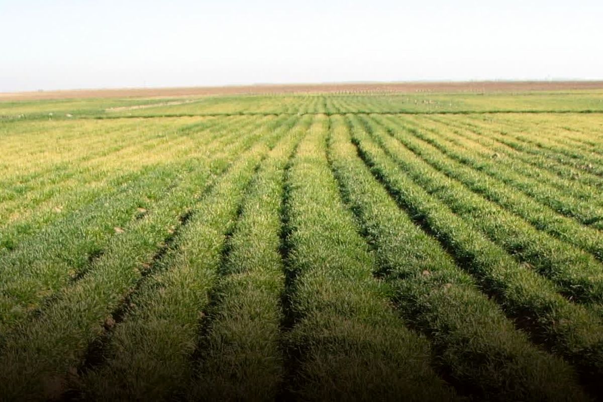 جهاد قزوین (2)