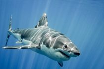 بودجه ۲۱ میلیون دلاری استرالیا برای جلوگیری از حملات کوسه‌ها با پهپاد