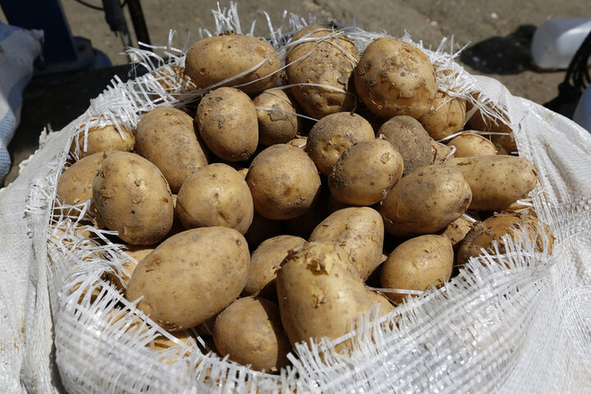 سیب زمینی 