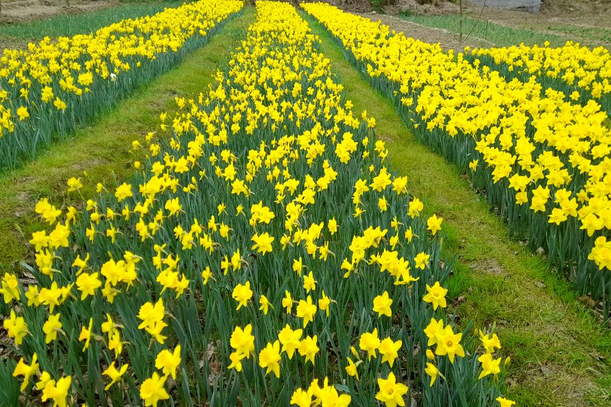 جشنواره گل نرگس در ماسال مرزن آباد