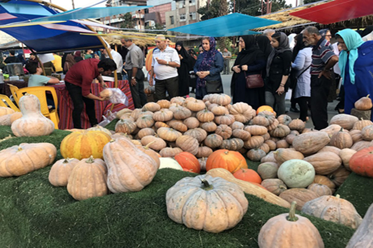 جشنواره کدو رشت