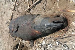 لاشه های کشف شده فوک خزری به عدد ۳۶ رسید