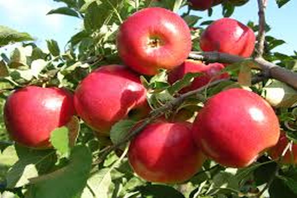 برداشت سیب سمیرم