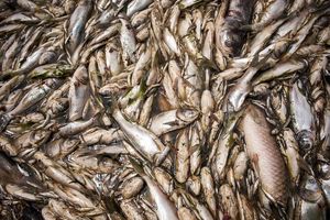 3 تن ماهی فاسد در آستارا کشف شد