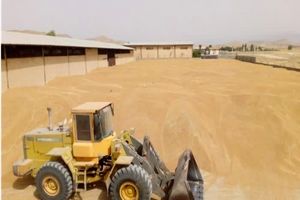  ۱۷۵ هزار تن گندم در استان مرکزی خریداری شد