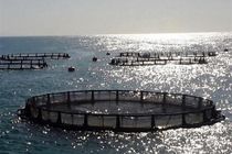 تاکید بر رفع موانع واگذاری اراضی پرورش میگوی کرگان میناب