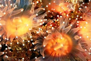 شقایق دریایی و امید به درمان ناشنوایی