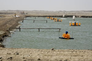 میناب مستعد تبدیل شدن به قطب  پرورش ماهی خاویاری