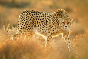 مشاهده ۳ قلاده یوزپلنگ آسیایی در توران + فیلم