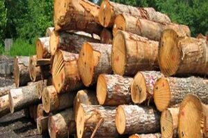 کشف 400 کیلو چوب طاق قاچاق در اصفهان