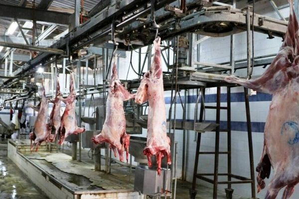۳۷۰ کشتارگاه در کشور فعال است/ نخستین آیین نامه کشوری بازرسی بهداشت گوشت در مشهد رونمایی شد
