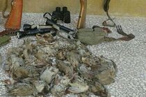 شکارچیان غیرمجاز کبک و تیهو در پلدختر دستگیر شدند