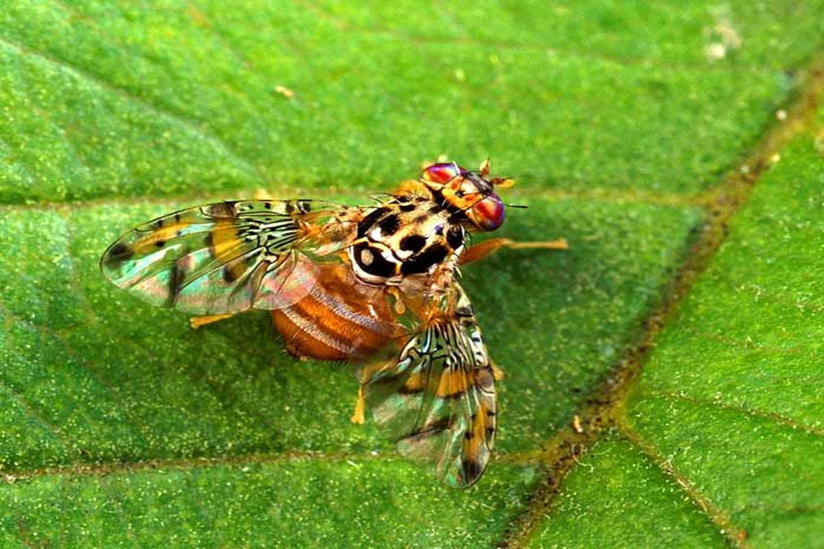 مگس مدیترانه ای