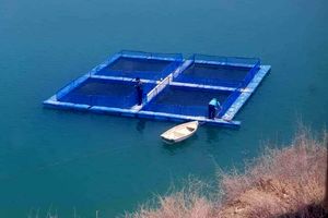 اولین پروانه بهره‌برداری پرورش ماهی در قفس استان صادر شد