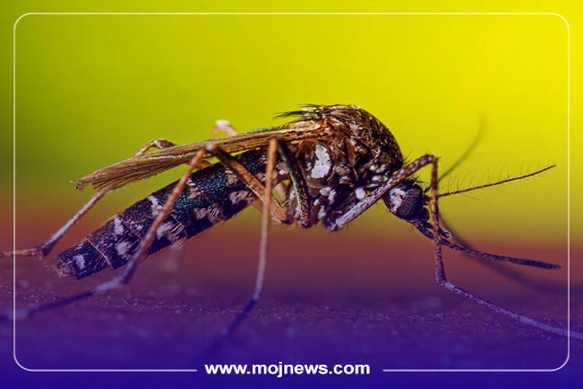 کاور اینفوی پشه موج